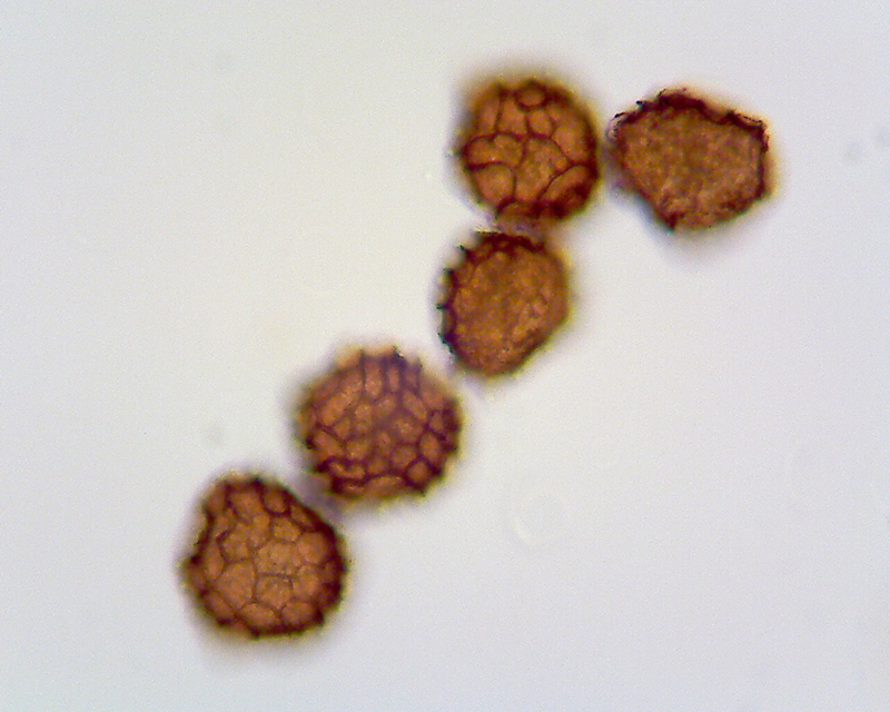 Fossombronia foveolata